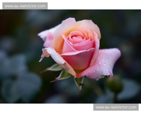 遇见，不期而遇的灵魂——“方便”与“穆斯里”的美丽邂逅